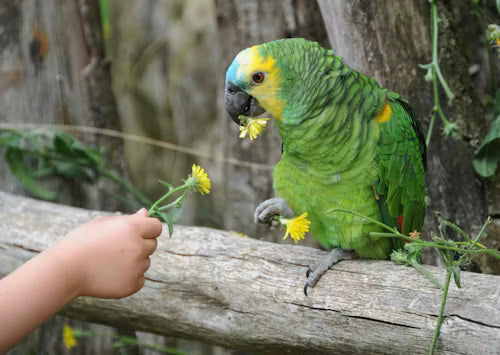 Bird Behavior Insights: Understanding the Fascinating World of Avian Behavior