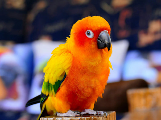 small parrot with bright colors