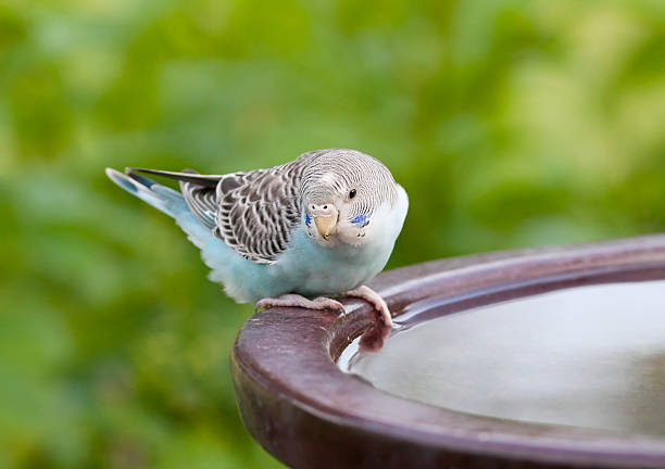 Parakeet on a bird bath.