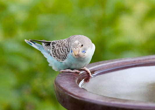 Parakeet on a bird bath.