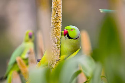 Two Indian Ringneck Parrots in the wild.