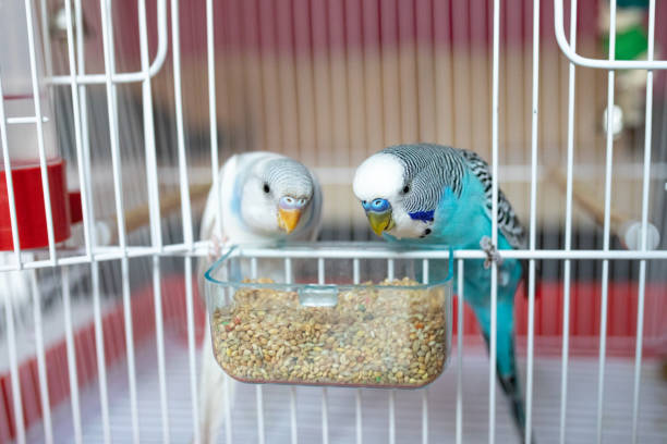 Beyond the Metal Bowl: Why Modern Bird Feeders Are Changing the Game