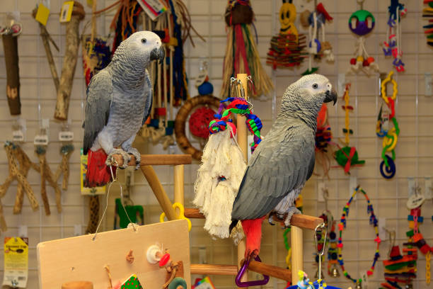 Two African Grey Parrots in a bird toy store.