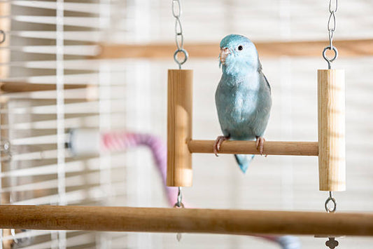 Parakeet on a bird swing.