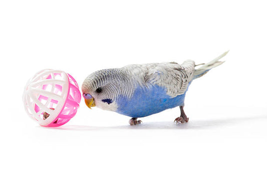 Parakeet playing wth a toy ball.