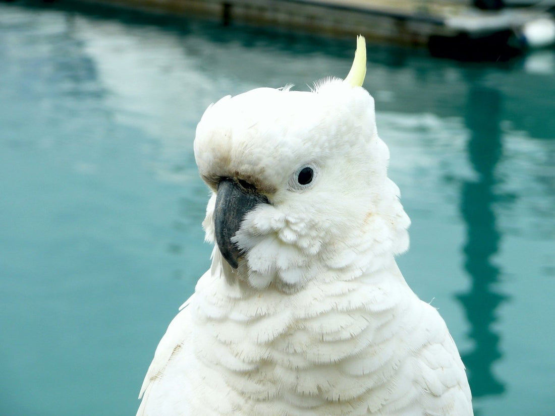 White cockatoo by a body of water.