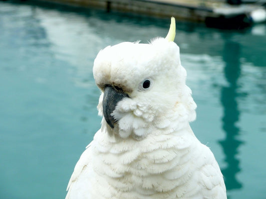White cockatoo by a body of water.