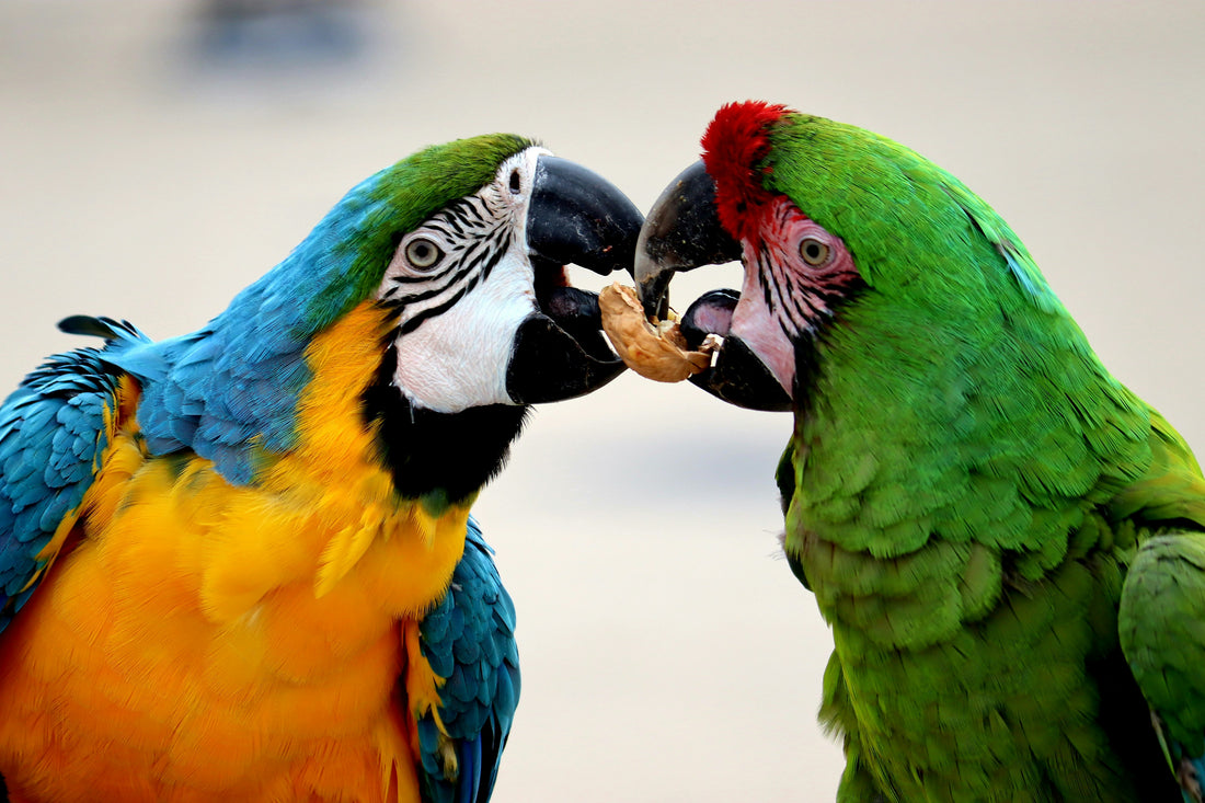 two Macaw parrots sharing food