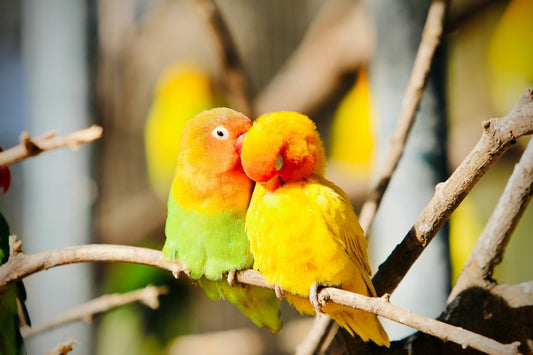 Two lovebirds on a branch