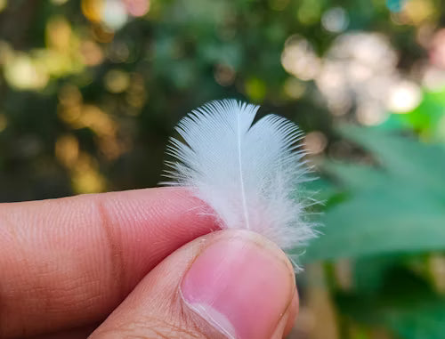 Understanding Parrot Feather Plucking: Causes, Solutions, and Enrichment