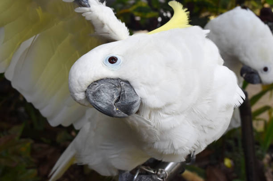 A white sulphur-crested cockatoo with yellow crest raised looking curious