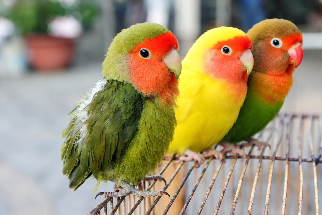 Three baby lovebirds sitting on cage