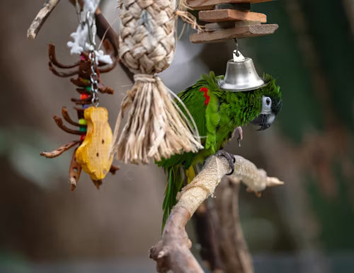 Green bird on a branch