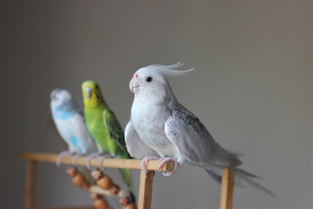 Pet birds in your home