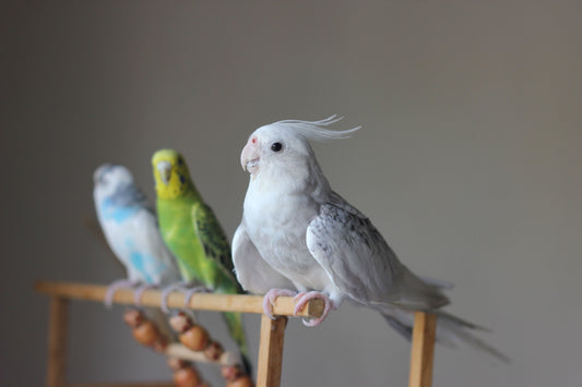 Pet birds in your home