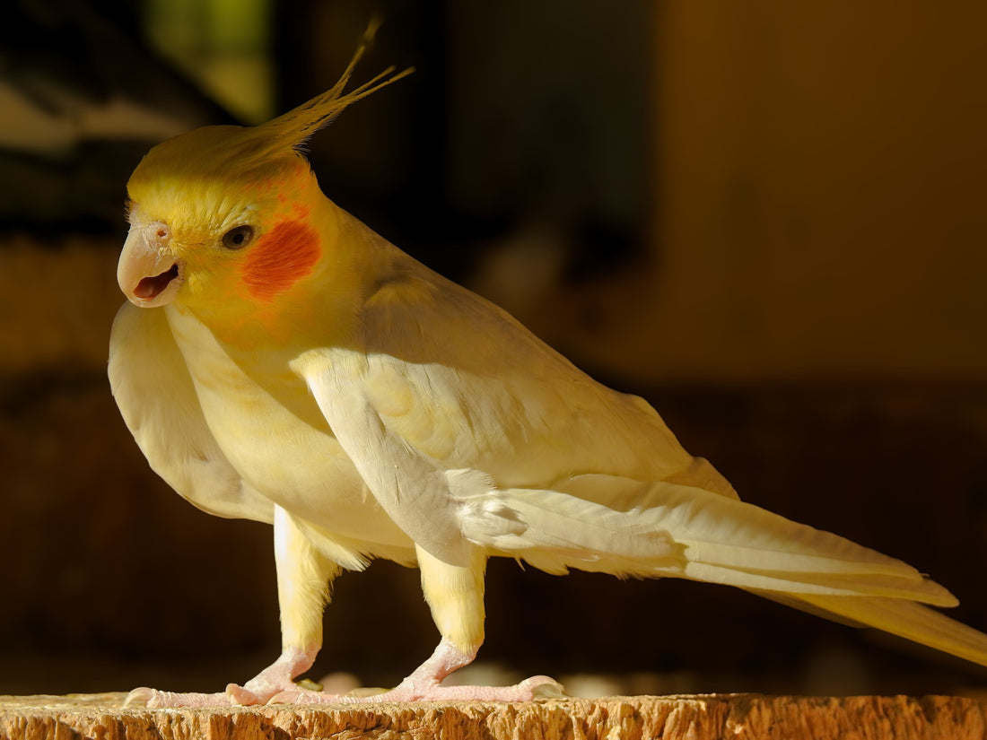 Cockatiel perched on a branch