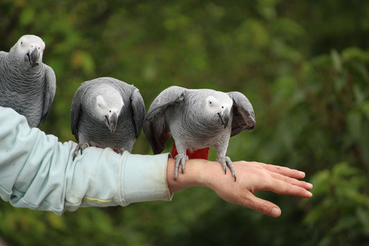 Flock of African Grey parrots sitting on person's arm