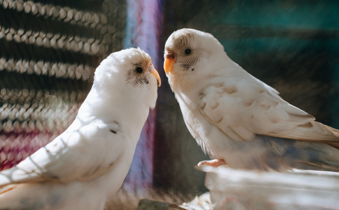 Two white parakeets