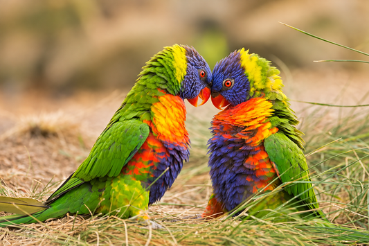 Two rainbow lorikeets 