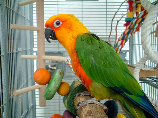 Sun Conure on a perch with bird toys.