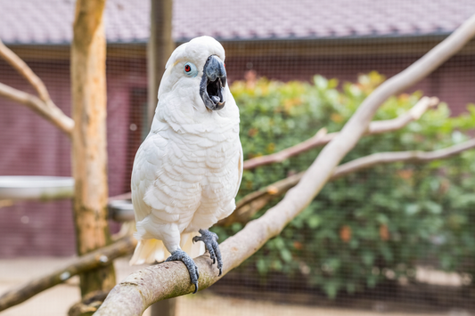 screaming cockatoo