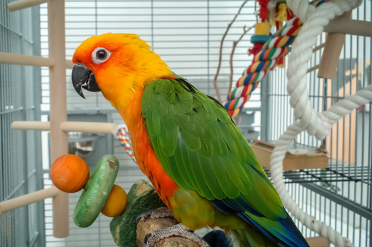 A conure in a cage with toys