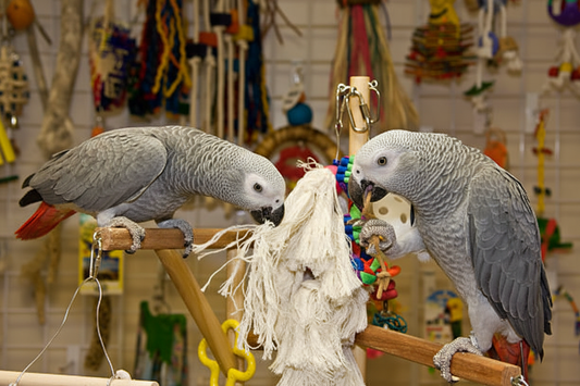 Two African Greay parrots playing with bird toys.