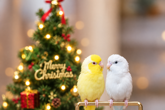 Two parakeets in front of Christmas tree