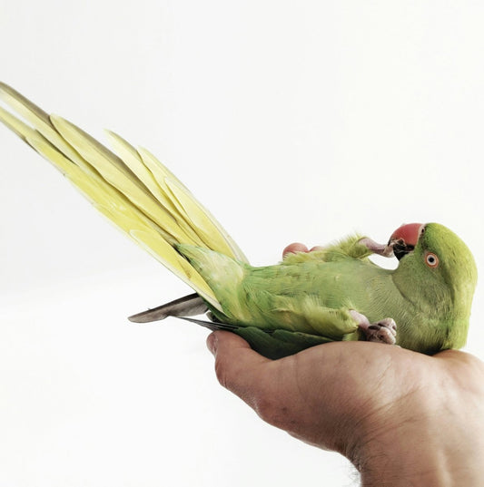 Human hand holding an Indian Ringneck parrot.