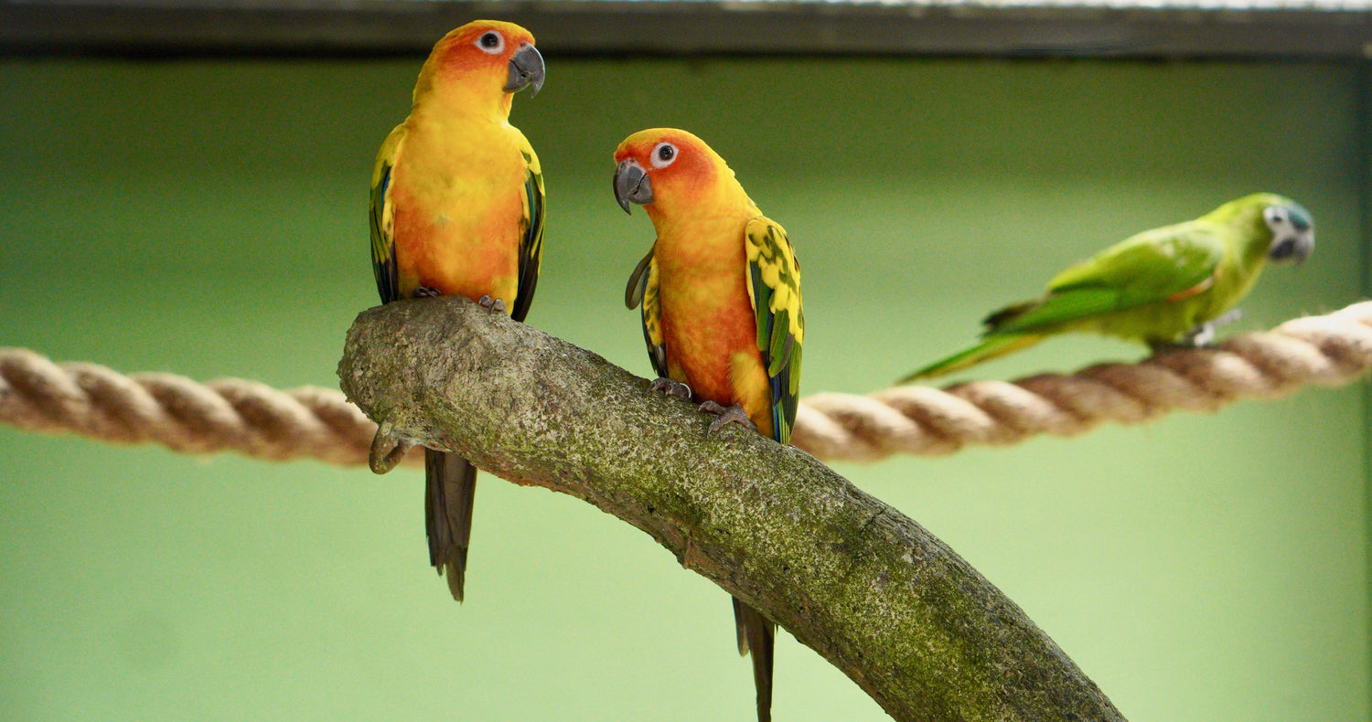 Medium Birds