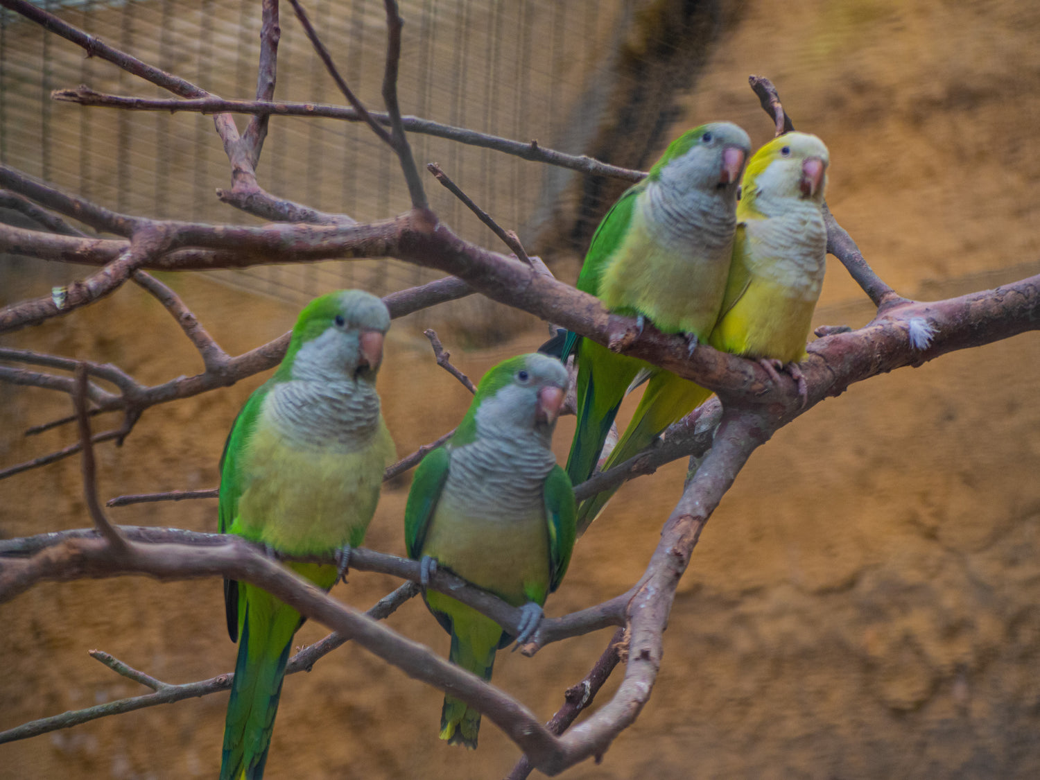 A flock of quaker parrots sitting in a tree.