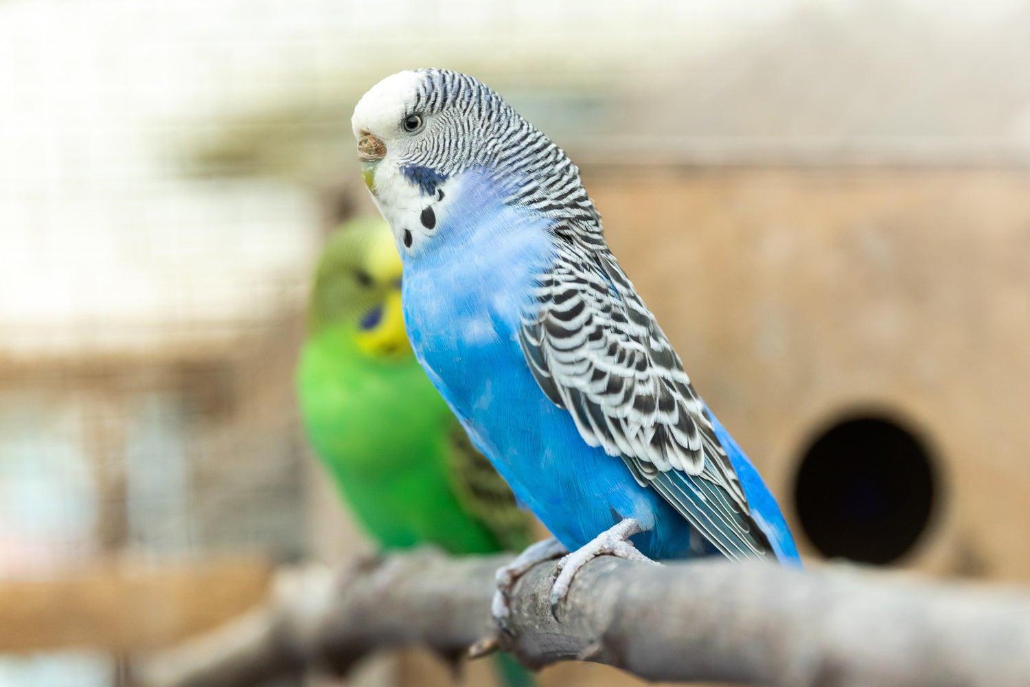 Small birds