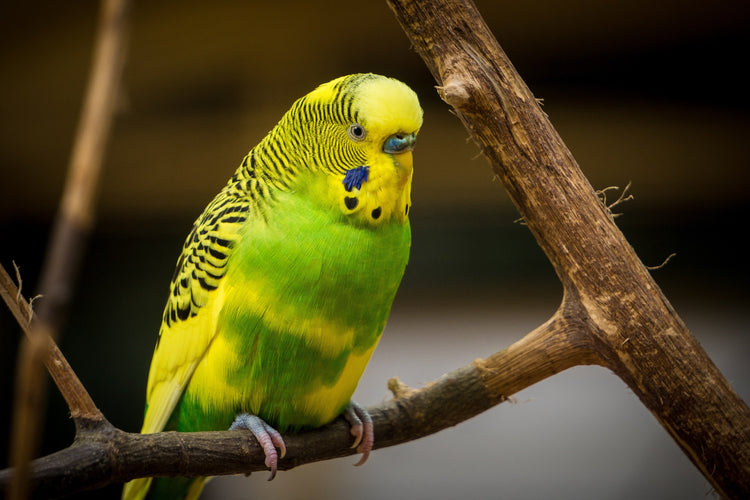 Bird Perches - Bon Bon Bird Toys