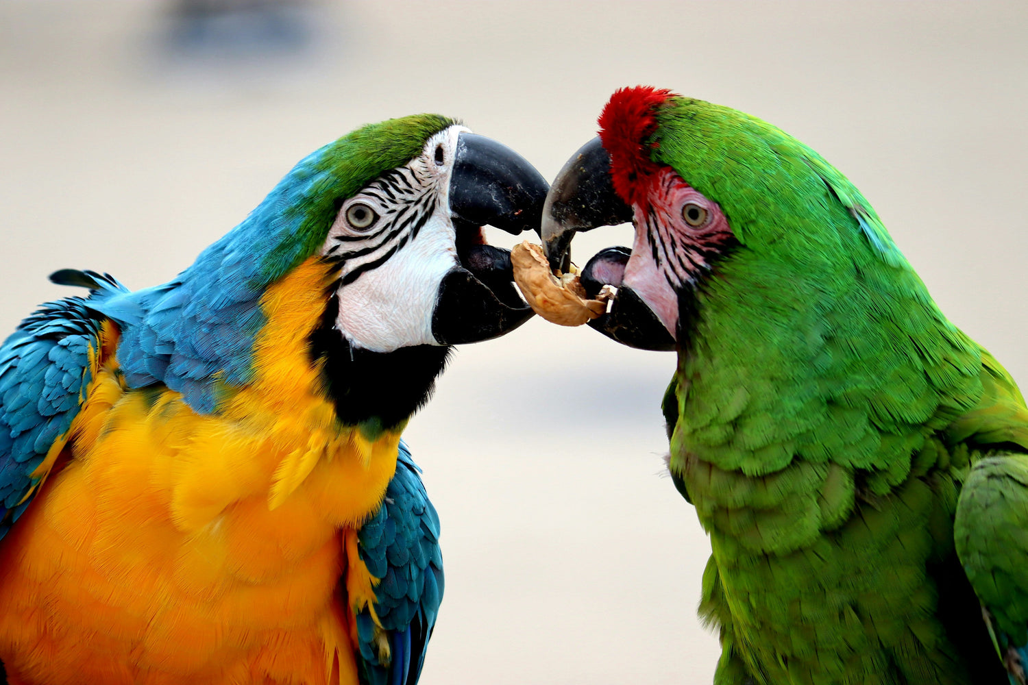 Large Birds