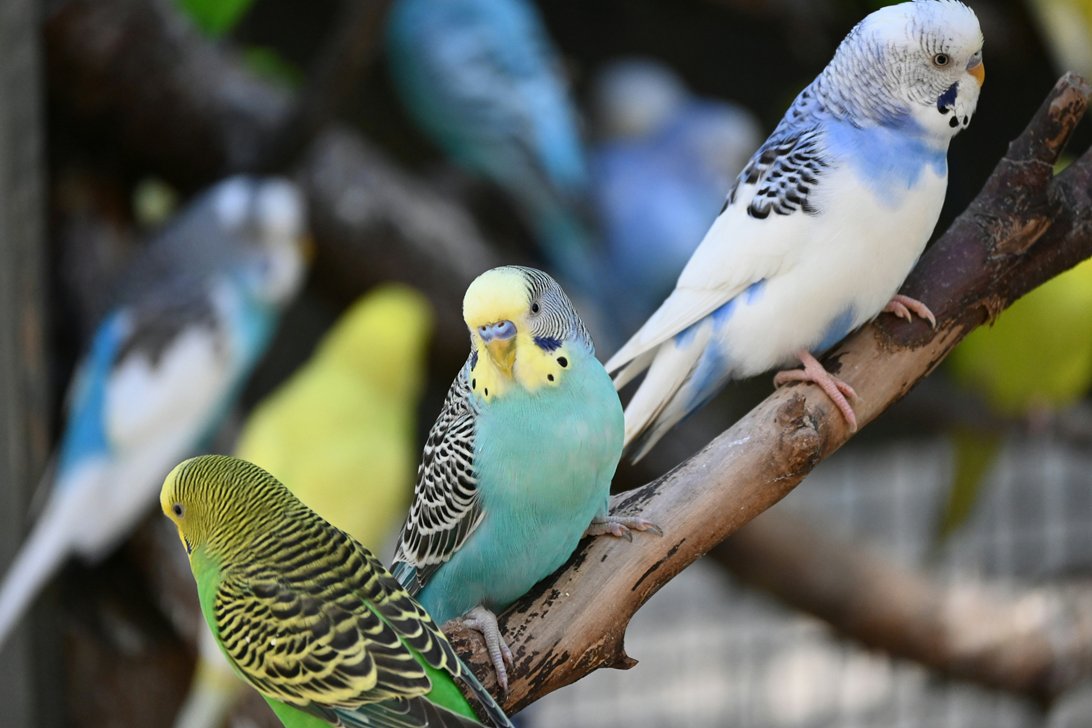 parakeets on a branch