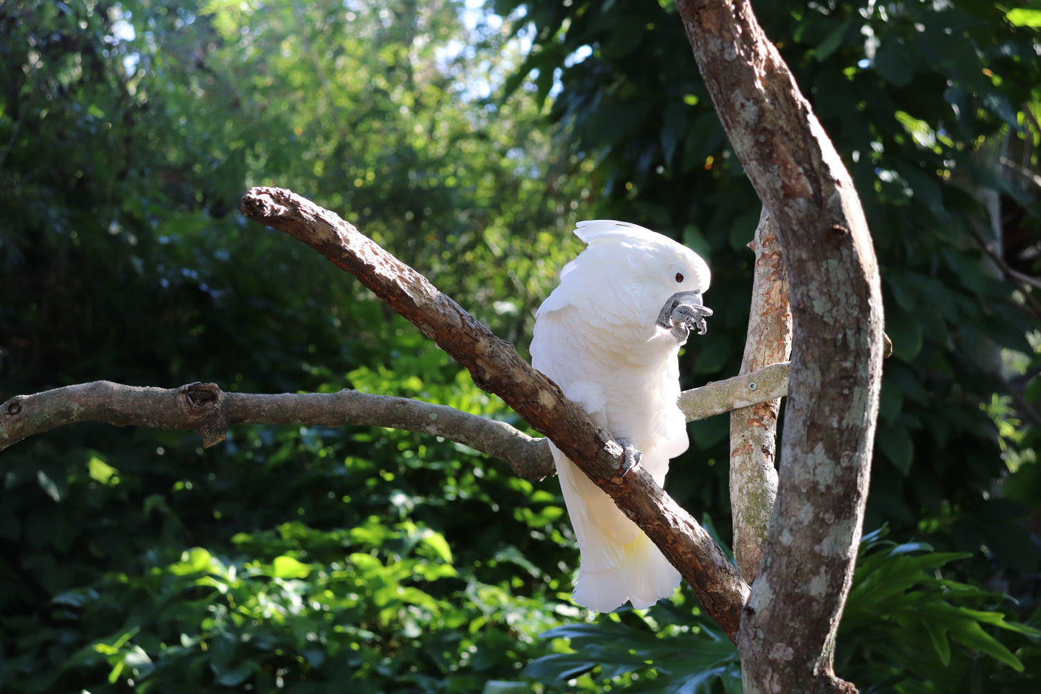 An Umbrella Cockatoo in a tree.