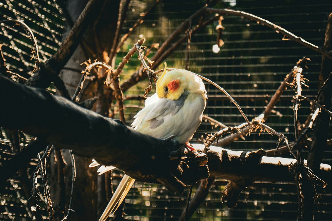 Natural Bird Toys - Bon Bon Bird Toys