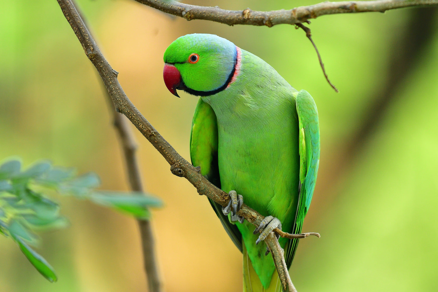 An Indian Ringneck in a tree.