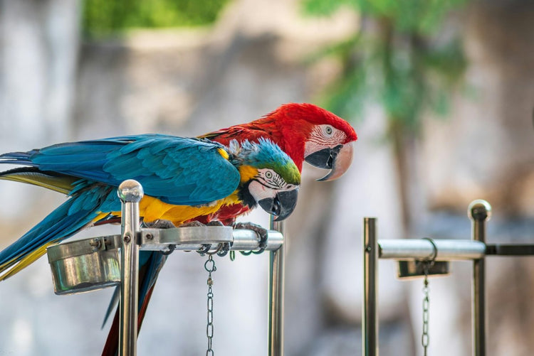Stainless-Steel Bird Toys - Bon Bon Bird Toys