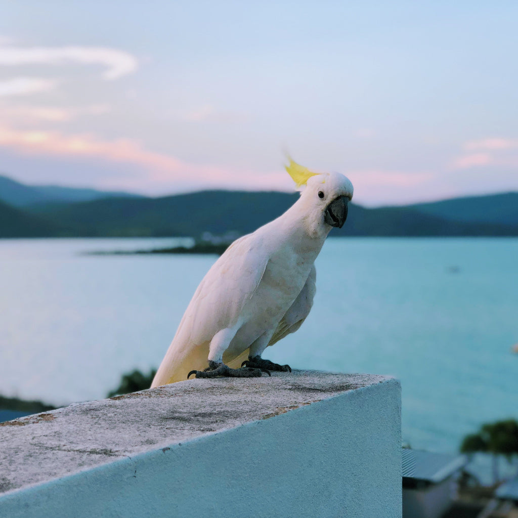 Bird Baths | Bon Bon Bird Toys