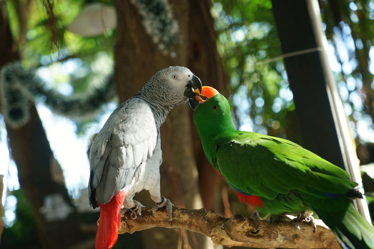 Two parrots in a tree.