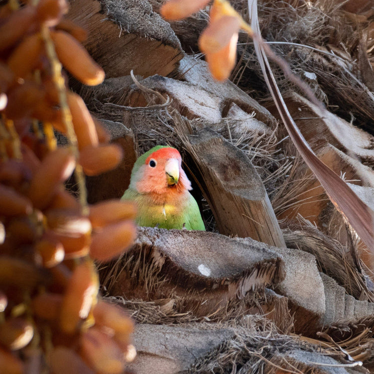 Outdoor Bird Houses for Wild Birds