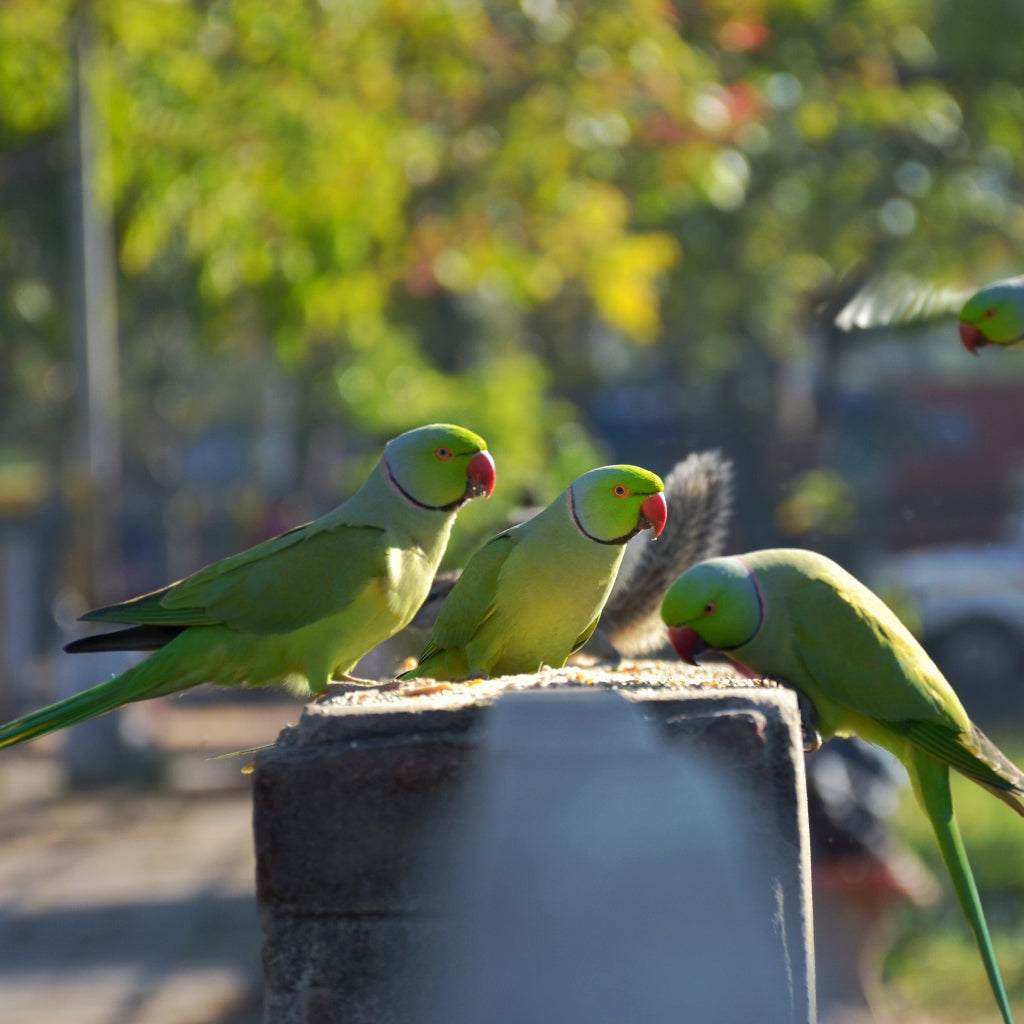 Bird Feeders | Bon Bon Bird Toys