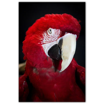 Parrot and Cockatoo Diamond Painting Kit | Bon Bon Bird Toys