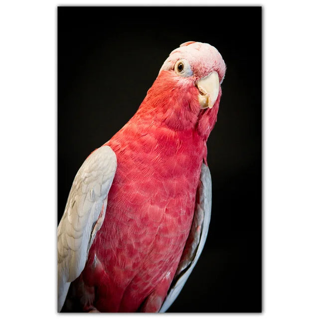 Parrot and Cockatoo Diamond Painting Kit | Bon Bon Bird Toys