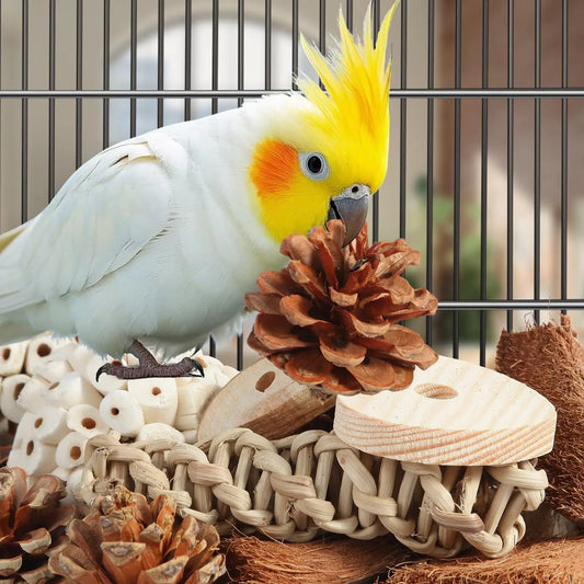 Natural Foraging Box for Birds | Bon Bon Bird Toys