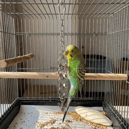 Stainless Steel Chain Toy for Birds | Bon Bon Bird Toys
