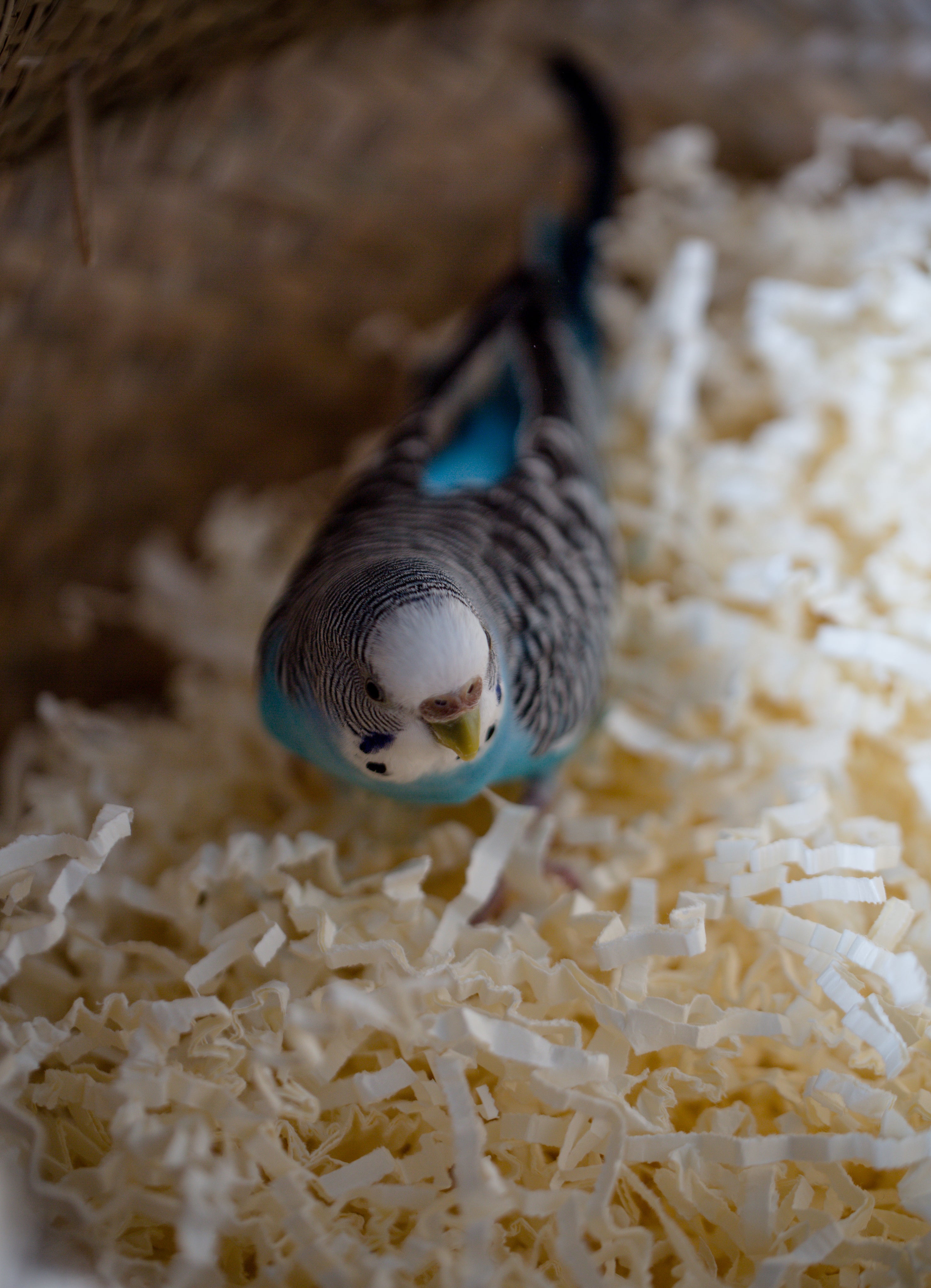 A parakeet in a basket