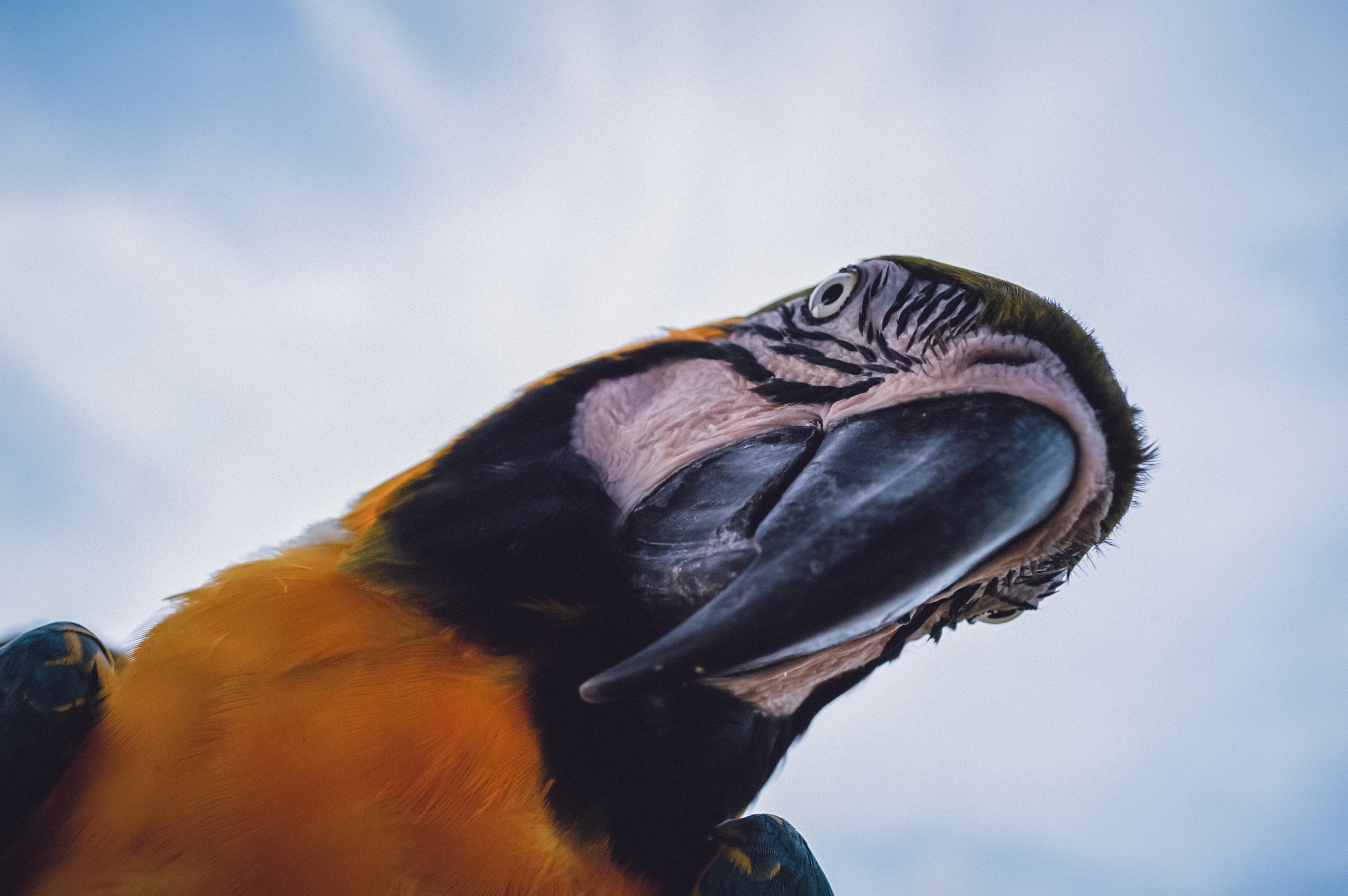 A Blue and Gold Macaw