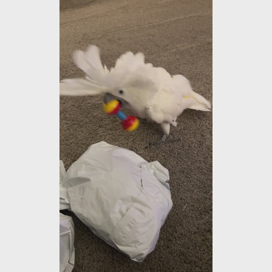 Plastic Rattle Toy for Birds | Bon Bon Bird Toys